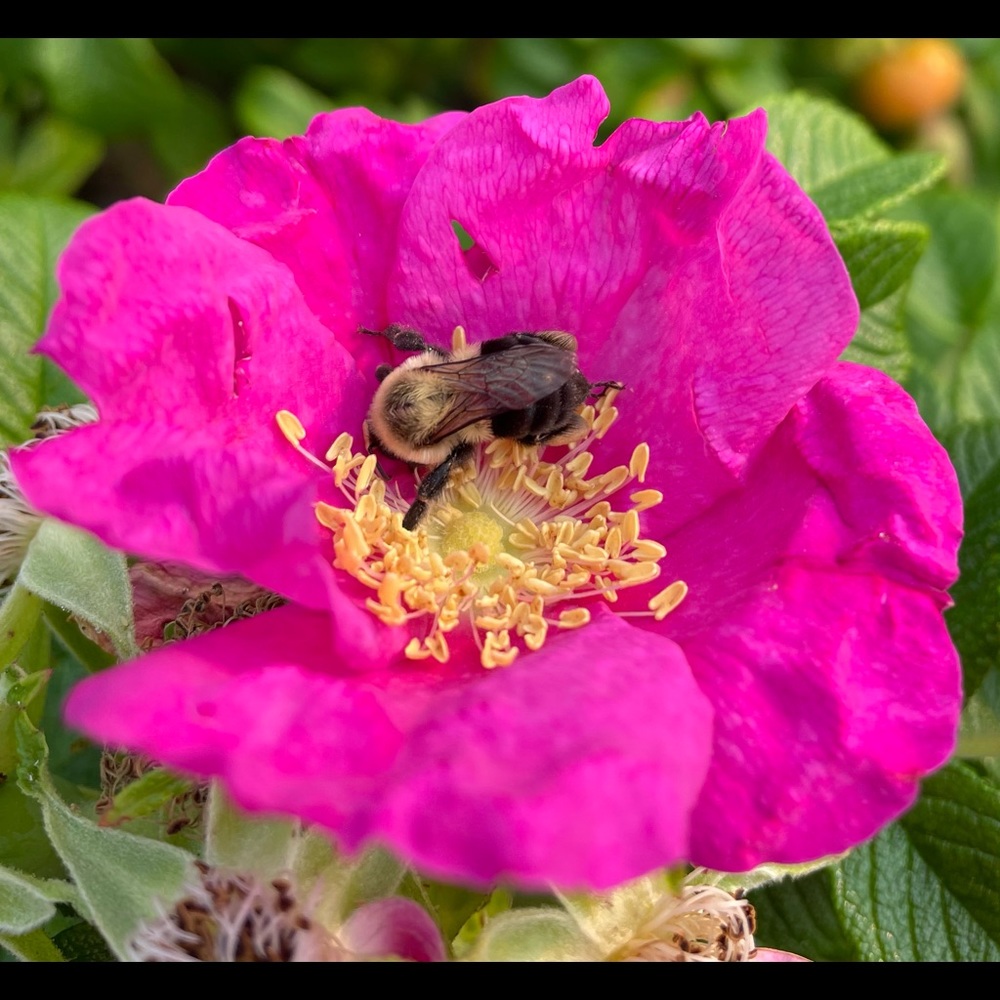 Meet your Posher, Tiffany